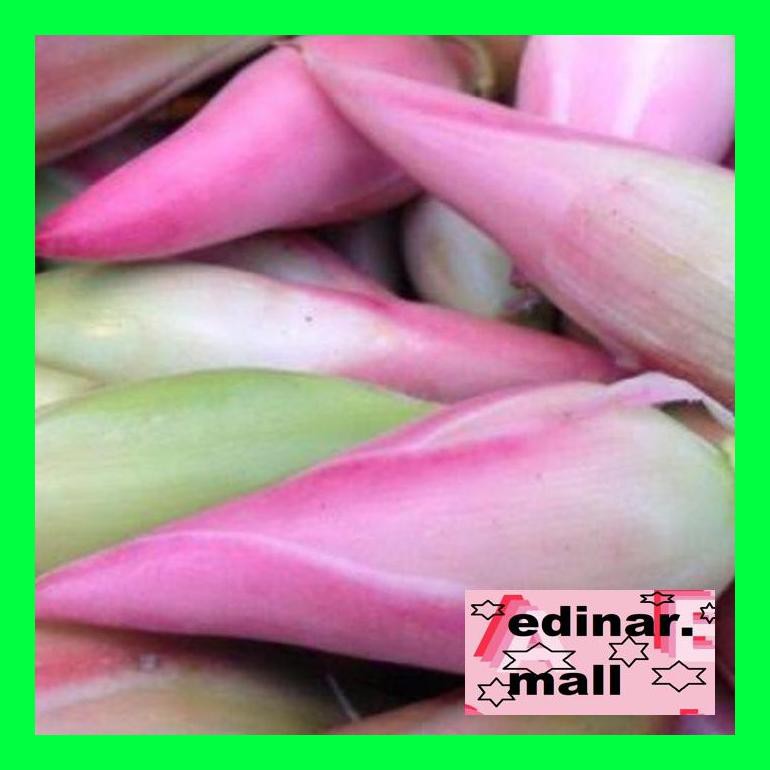 

50Siusbu Kincung/ Kecombrang 250G Bud050S