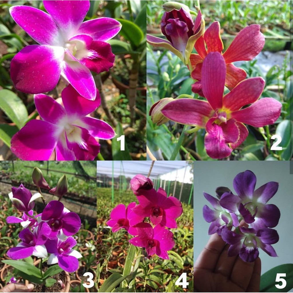 anggrek dendro dewasa Dendrobium