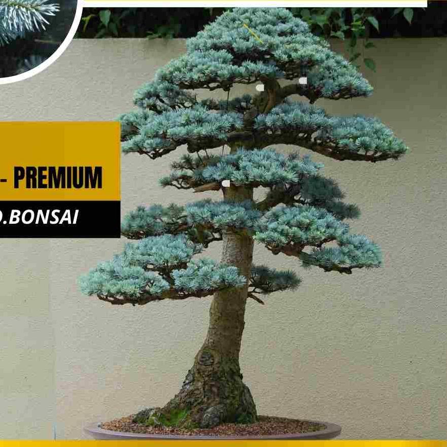 『KP』 Biji Bonsai Colorado Blue Spruce Sangat Langka Picea Pungens 〖5.5 FLASH SALE〗
