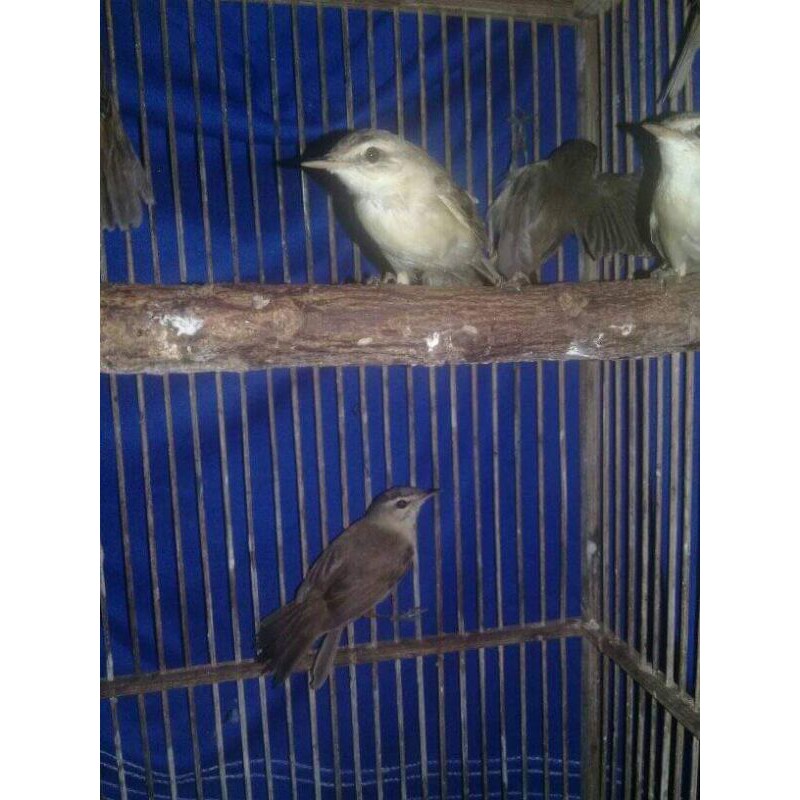 kerak basi alis hitam (sincan)