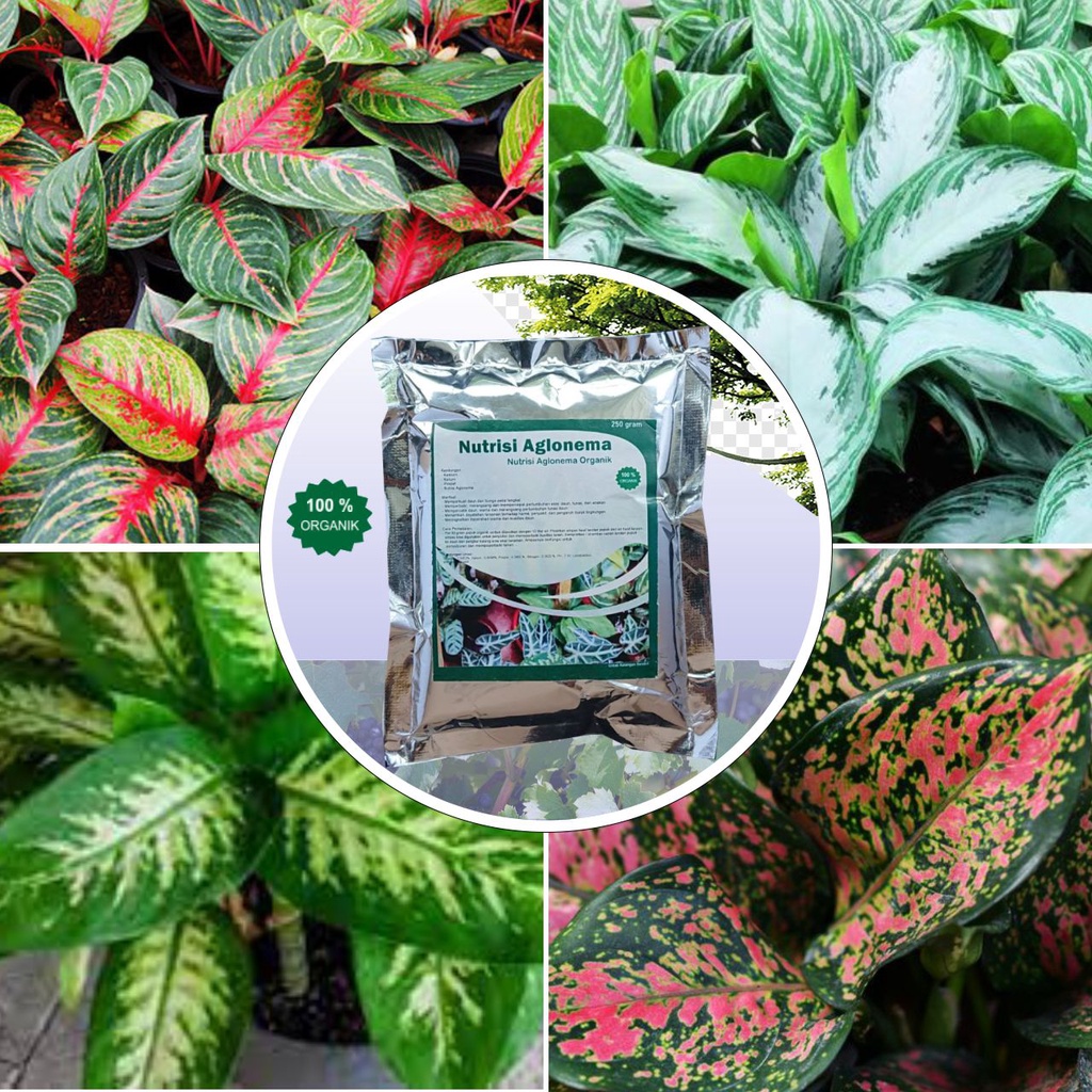 Pupuk Organik Aglonema Paket Terbaik Penumbuh Daun dan Bunga Agar Cepat Beranak Banyak Tunas Lebat