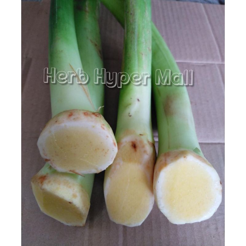 TALAS LOMPONG SAYUR UMBI KUNING isi 10 batang