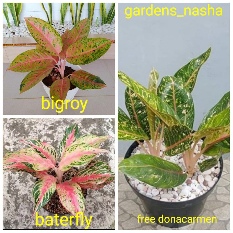 PROMO aglonema paket 3 jenis anakan tanaman hias aglonema