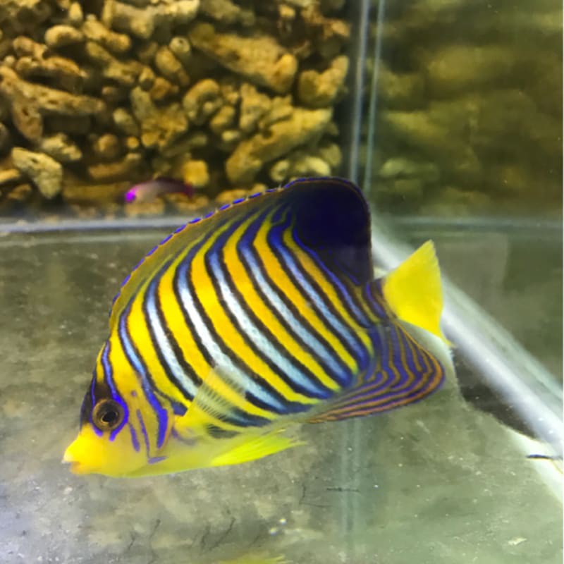 Ikan Hias Laut Angel Doreng Padang Shopee Indonesia