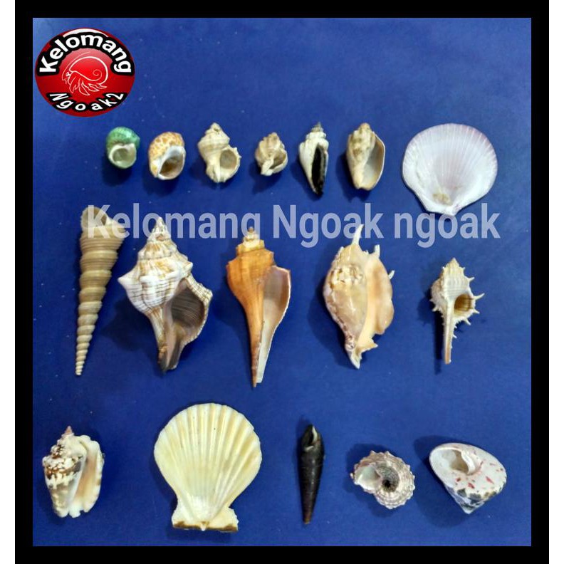 Cangkang Kerang Hias Termurah