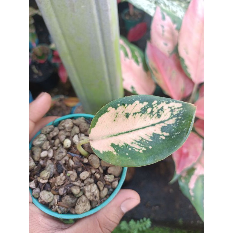 aglonema kocin sutra