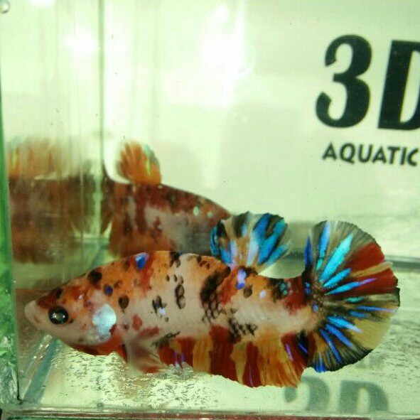 ikan cupang nemo multicolor