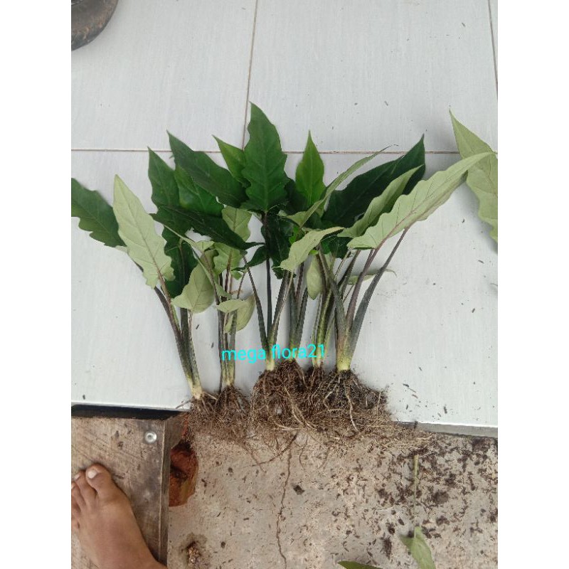 KELADI KERIS PAPUA 5 BATANG MURAH/KELADI HITAM/KELADI KERIS 5 BATANG MURAH/KELADI PAPUA MURAH