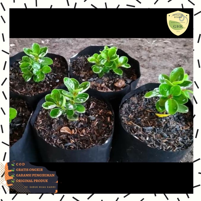 Bibit Beringin Dolar Mangkok Mikro Ori Bahan Bonsai Micro Murah