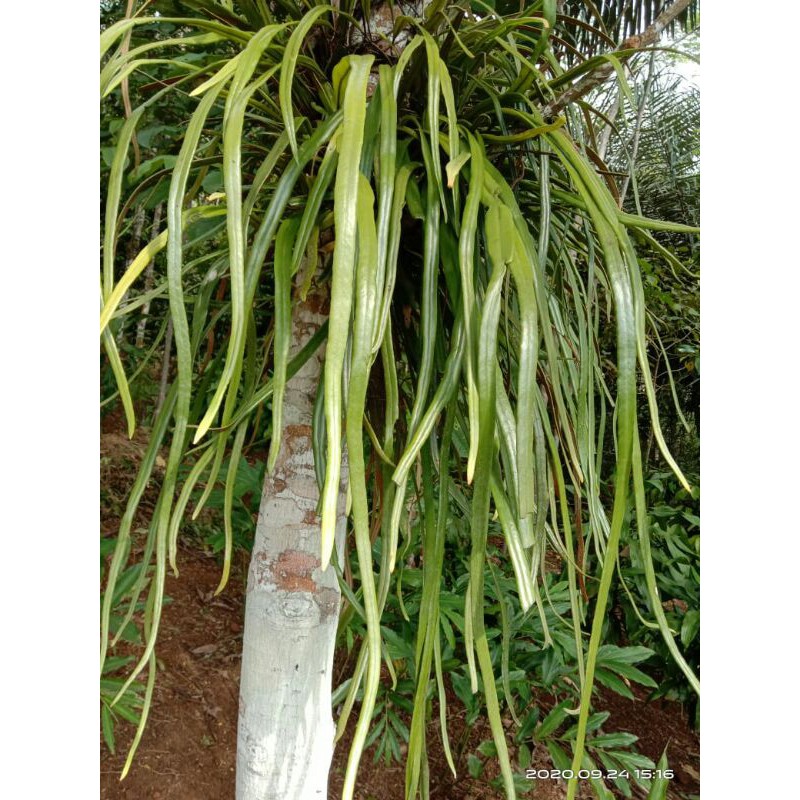 Tanaman bibit benih kumpay besar