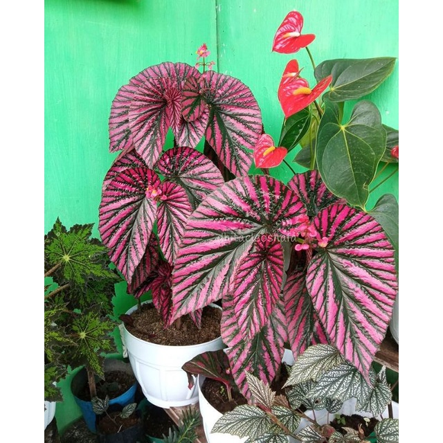 Begonia Rex Walet