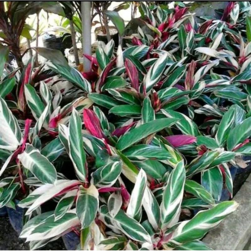 

Meranti Bali / multi colour
