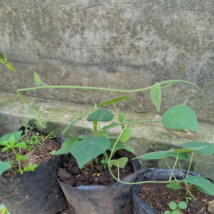 BIBIT TANAMAN CINCAU BULU HIJAU - POHON DAUN CINCAU BULU RAMBAT GROSIR