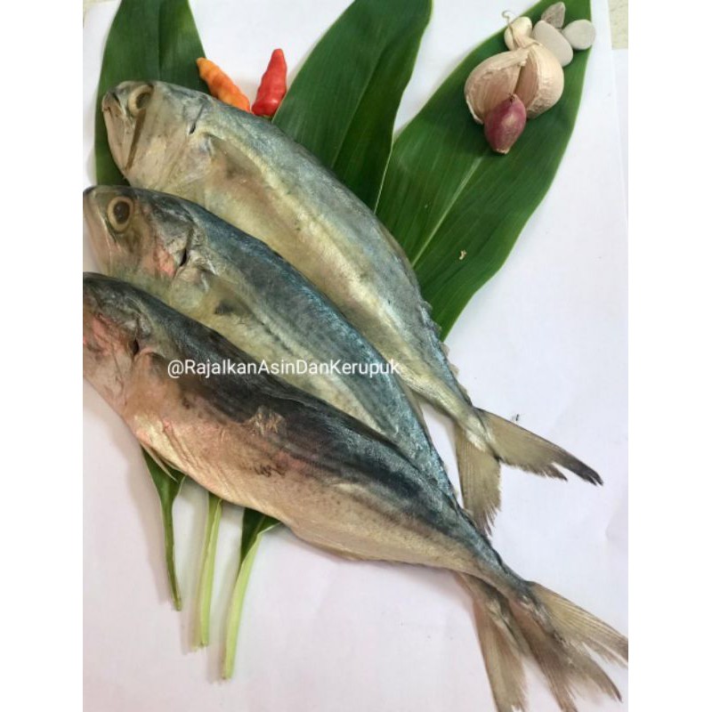 

•PEDA/PEDA ASIN•