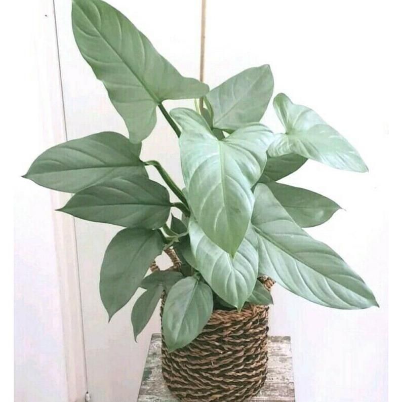 TANAMAN PHILODENDRON HASTATUM SWORD TANAMAN PHILO TANAMAN BUNGA INDOOR OUTDOOR