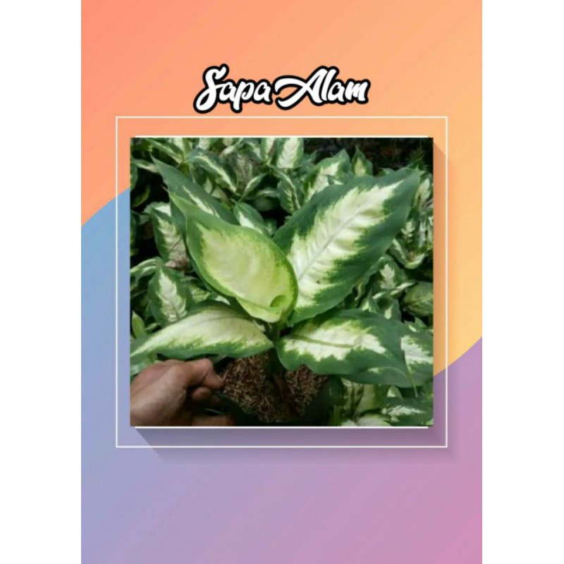 Tanaman hias blanceng putih