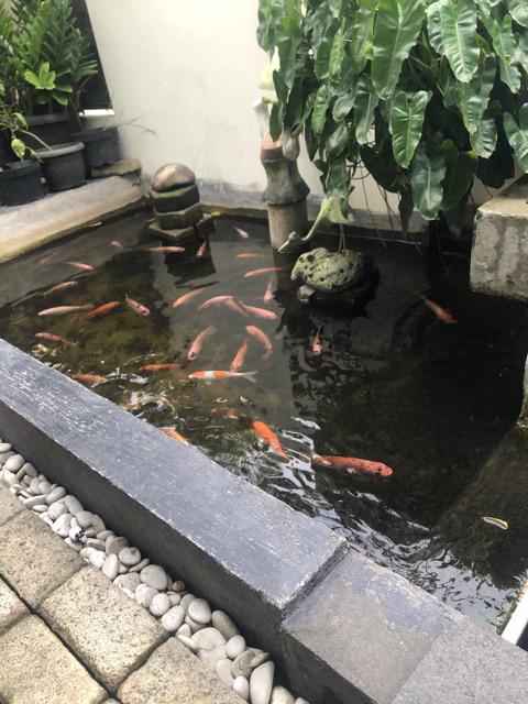 Food Container Kotak Box Makanan Wadah Plastik Thinwall - 1000ml