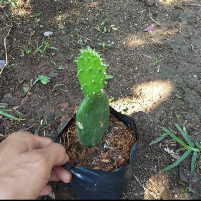 Pohon kaktus centong/ tanaman hias kaktus