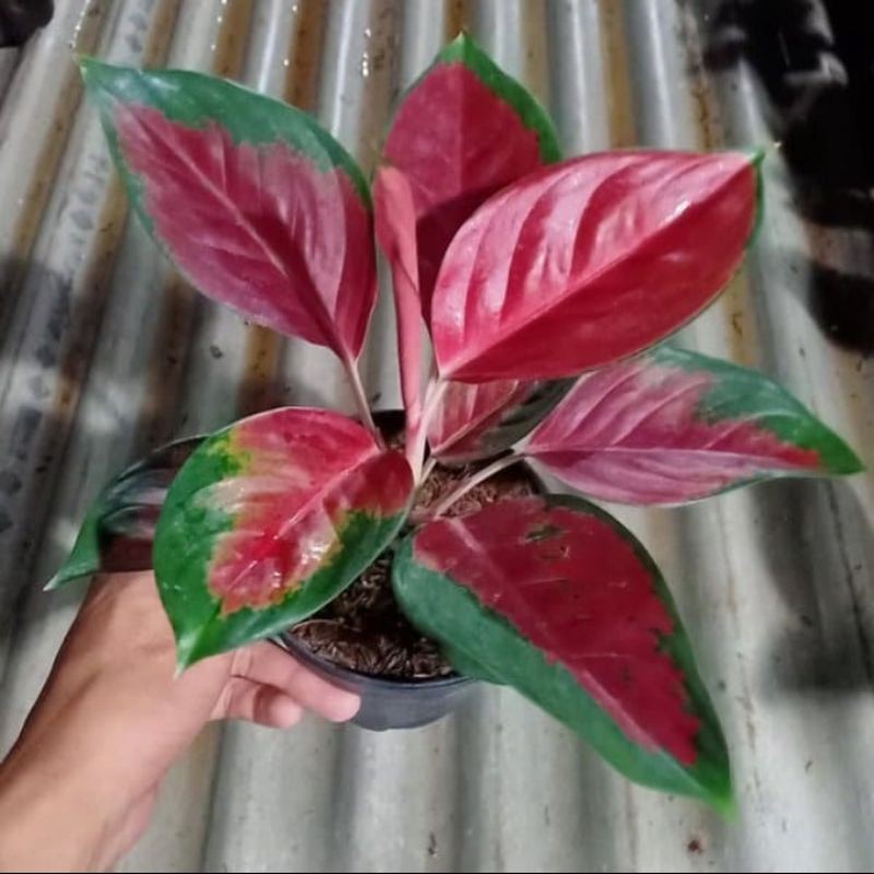 Aglonema Suksom jaipong - Tanaman hias aglonema suksom jaipong