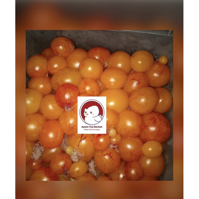 

Telor Muda Ayam Tua Uritan Mancing Endok Telur Umpan Galatama