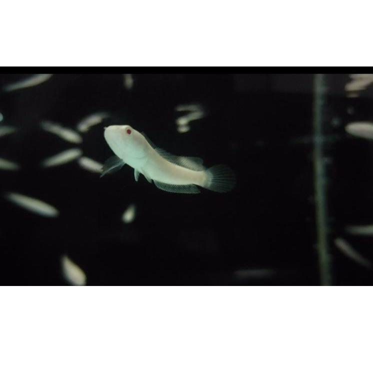 Top Produk.. Channa Striata Albino Mata Merah Ekor Lurus