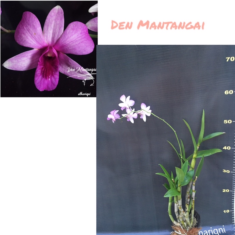 Anggrek Den Mantangai