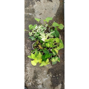 Tanaman Hias Sirih Gading Epipremnum / Manjula / Njoy / Golden / Marble Queen / Shangrila / Green / 