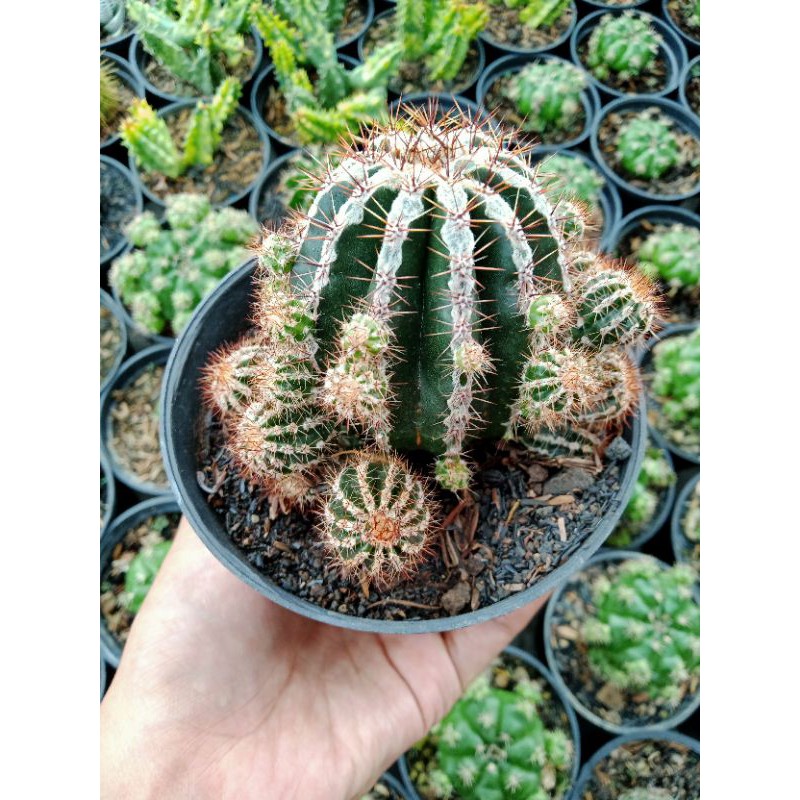 Kaktus ownroot - echinopsis haku jo - hakuzo - hakujo - cluster - kaktus - sukulen