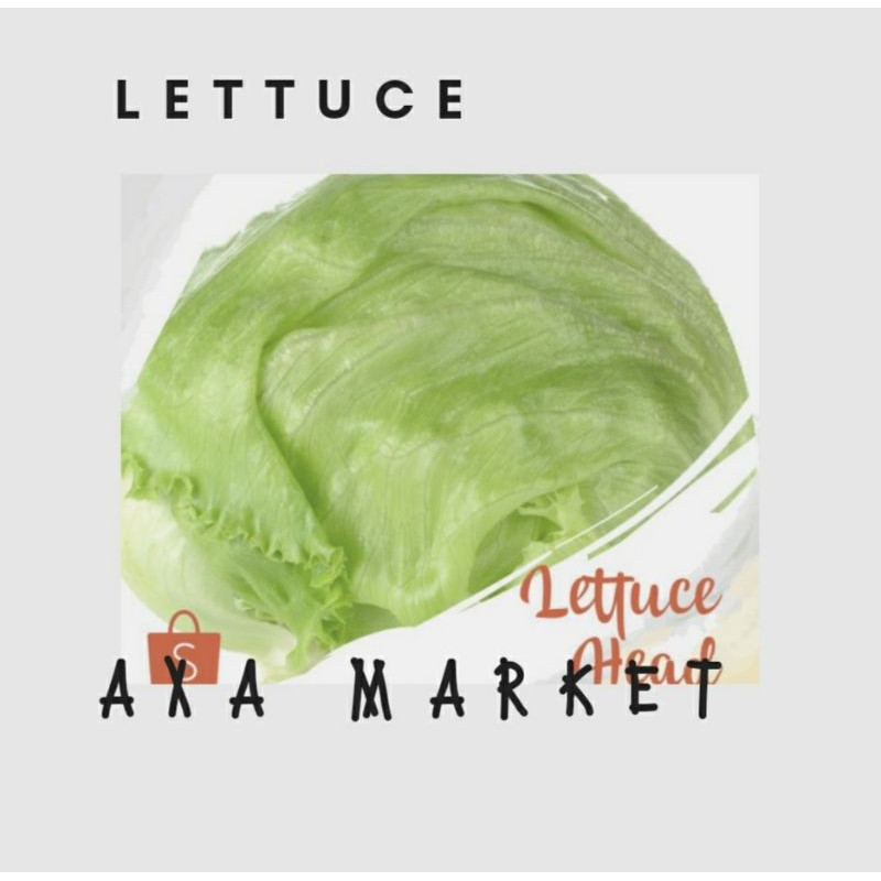 

LETTUCE / BERAT 500gr