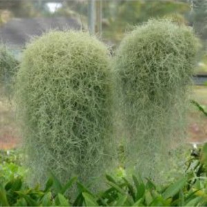 BIBIT TANAMAN JENGGOT NABI