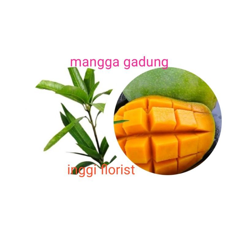mangga gadung