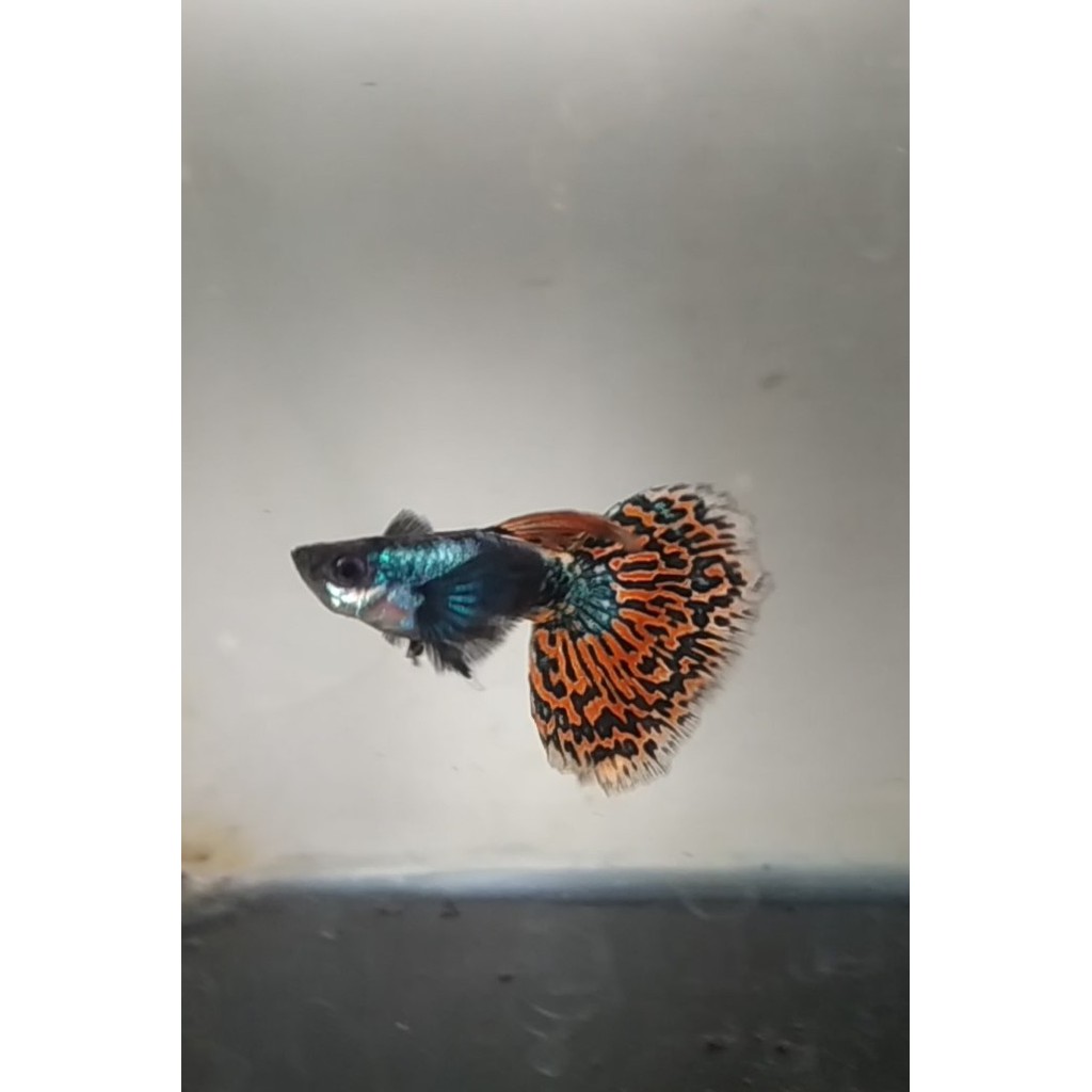 Guppy Platinum Red Mozaik Big Ear 1 Pasang