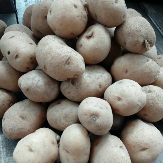 

Bibit/Benih Kentang G0/G1/Lokal Pangalengan
