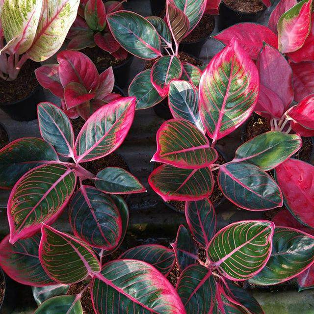 Aglaonema Khanza (Ag.017)