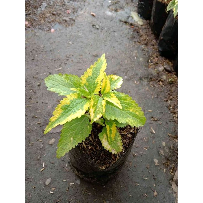 miana hijau garis kuning