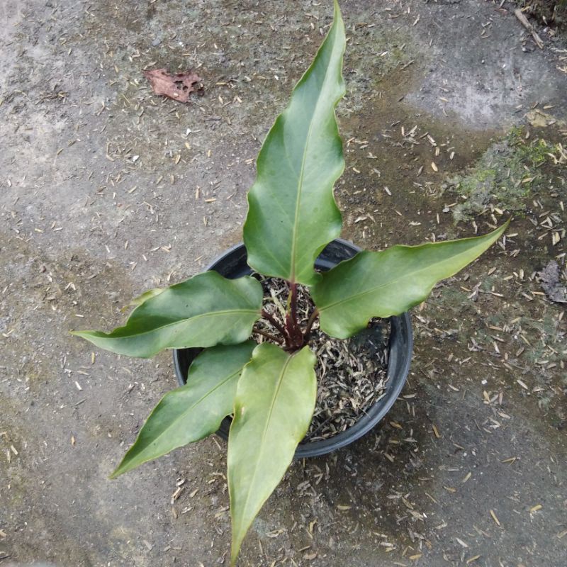 anthurium Black beauty