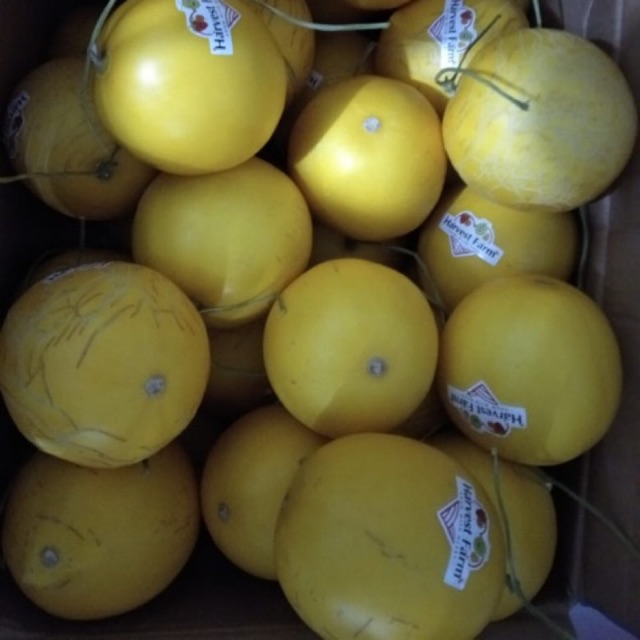 

Melon minon & jeruk pontianak