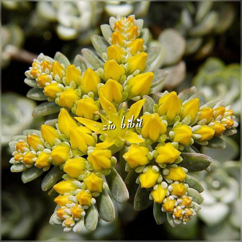 Bibit Benih Biji Kaktus Sukulen Hias Mini import Tanaman Kaktus Levy