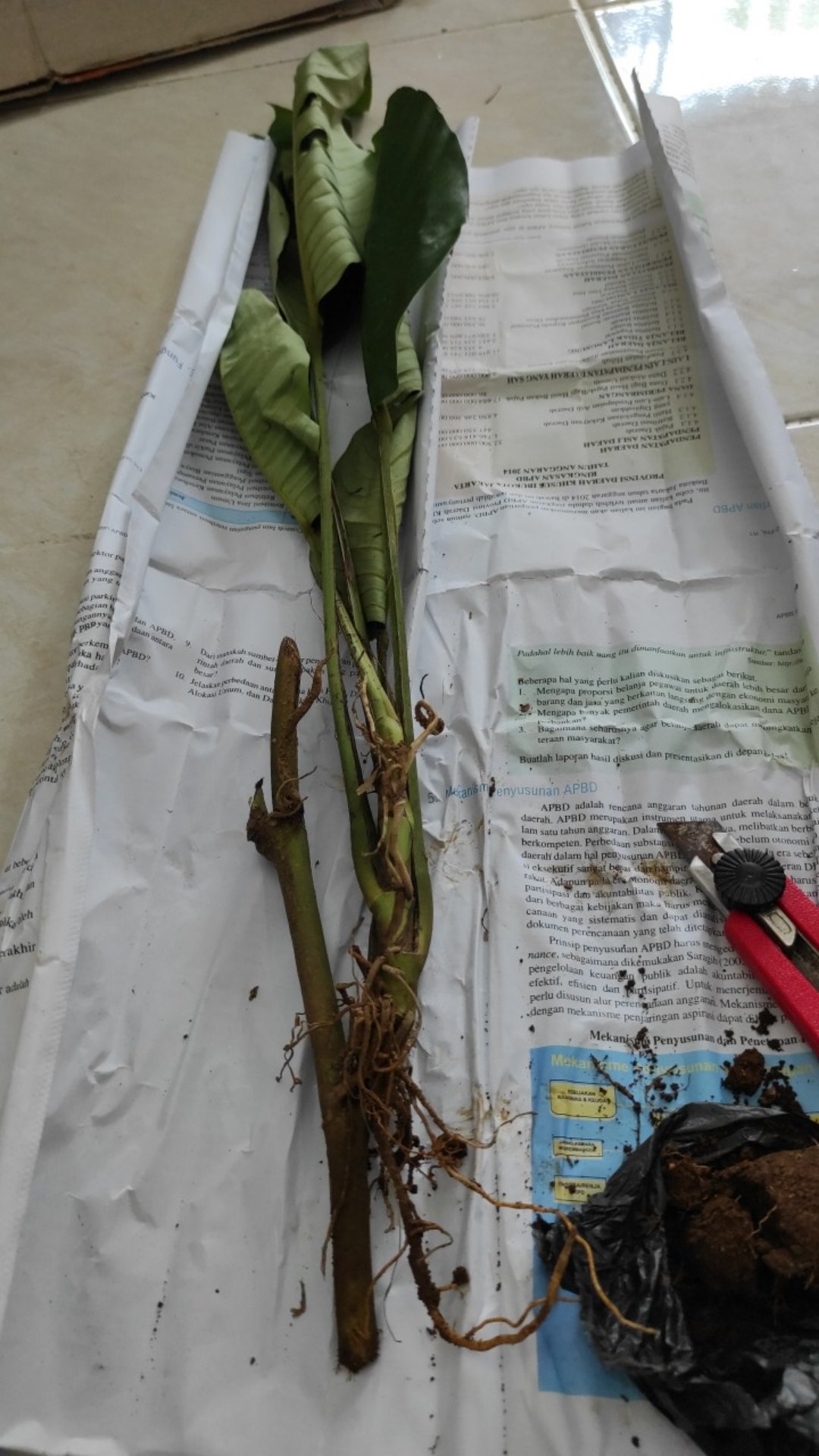 Bibit Bongol Janda Bolong Udah Bertunas Siap Tanam