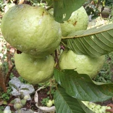 

Jambu Kristal Kabumen