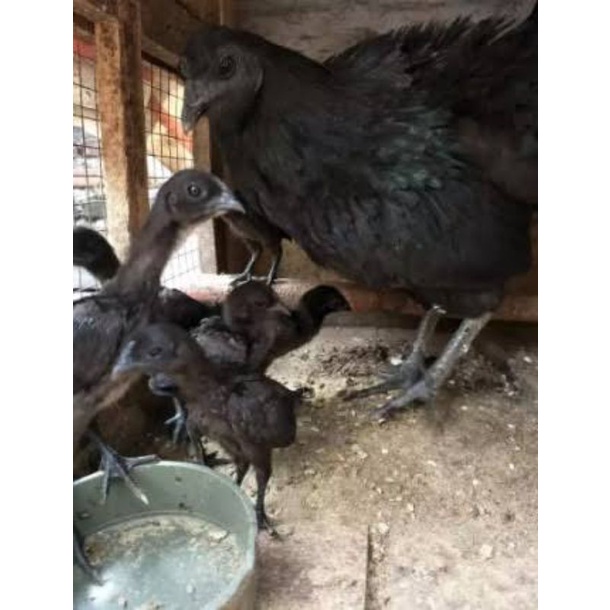 Ayam Cemani Jantan Betina Asli Original Ayam Hitam