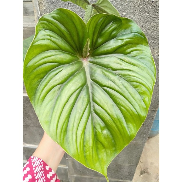 philo plowmanii besar 2-3 daun