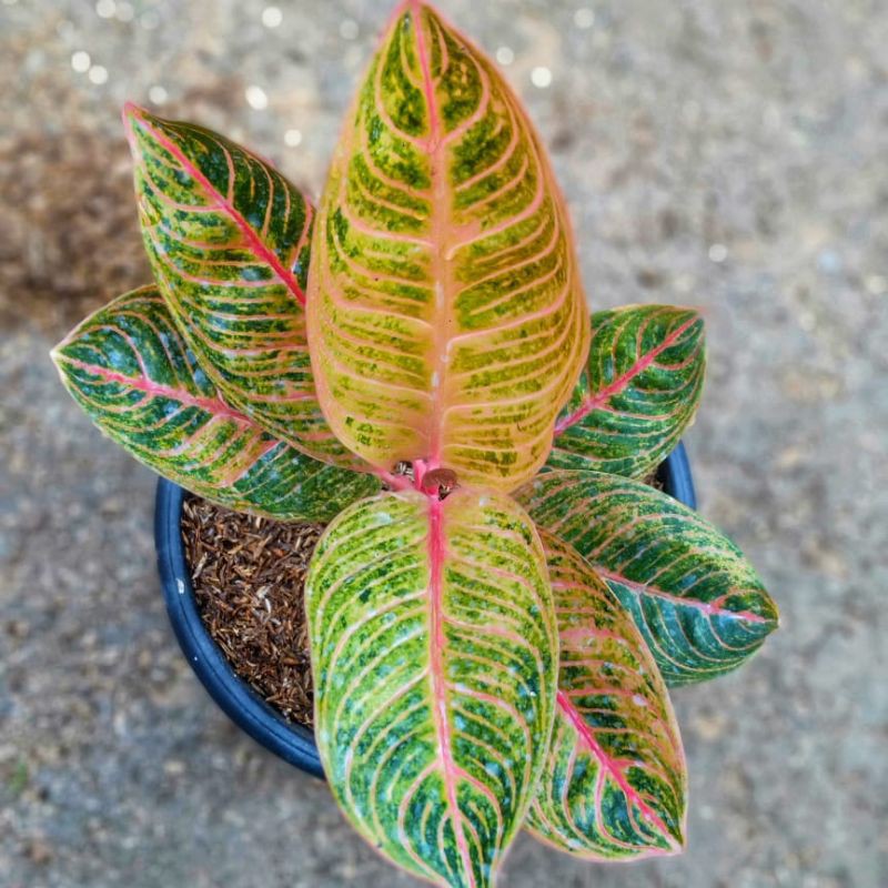 aglonema kresna golden