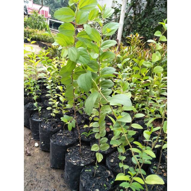 Bibit Pohon Bidara Arab Sidr / Benih Pohon Bidara Arab / Tanaman Bidara Arab