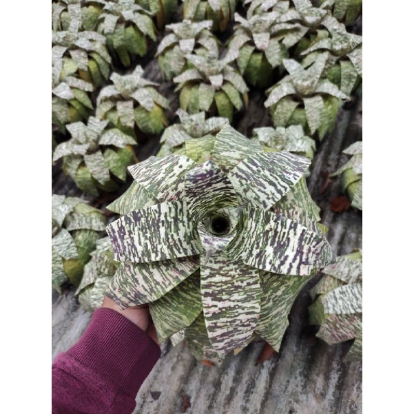 Bromelia Vriesea hawaii