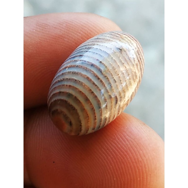batu cincin natural puser/buntut tawon origin jipen unik dan antik