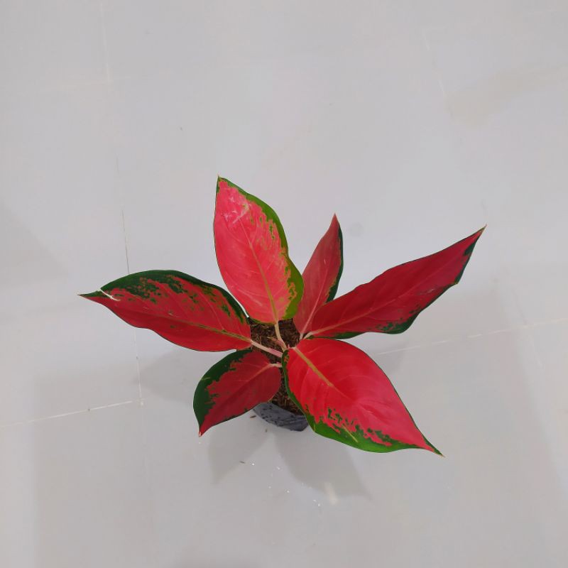 bunga aglaonema aglonema RHCP