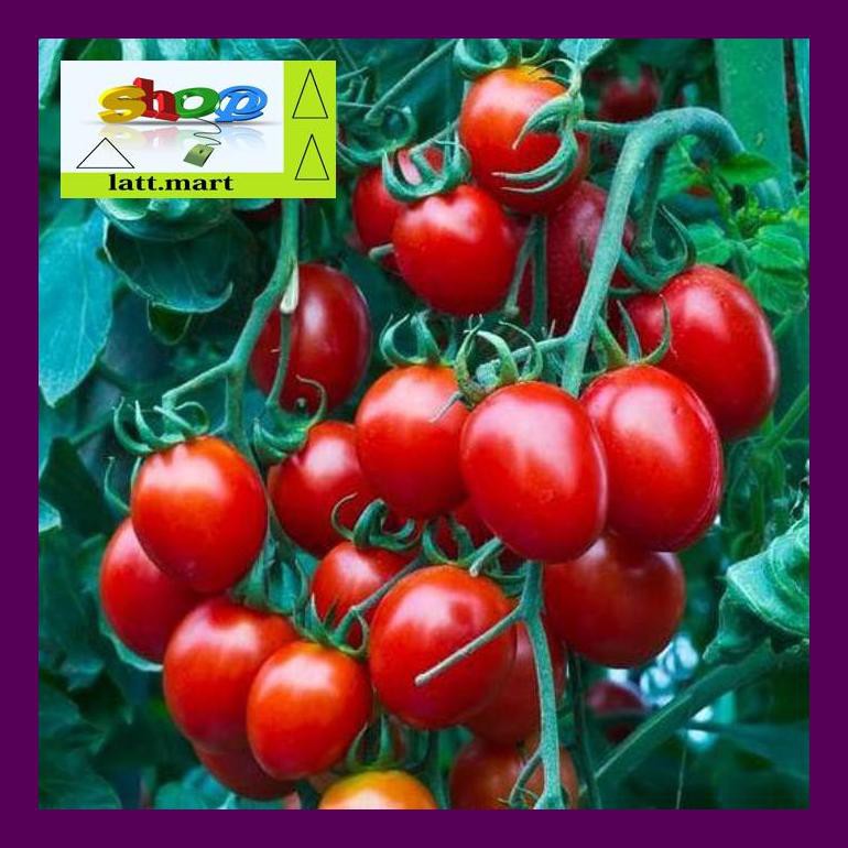

Hadul Benih / Seeds / Bibit Tomat Ceri Small Red Cherry Tomato Uula0F4H4