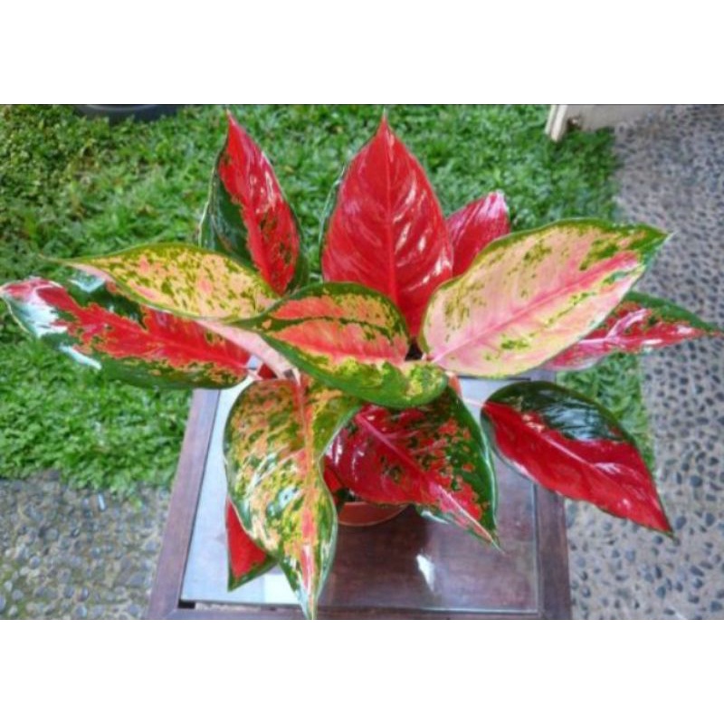 aglonema camelon murah,aglo murah,aglonema camelon indukan