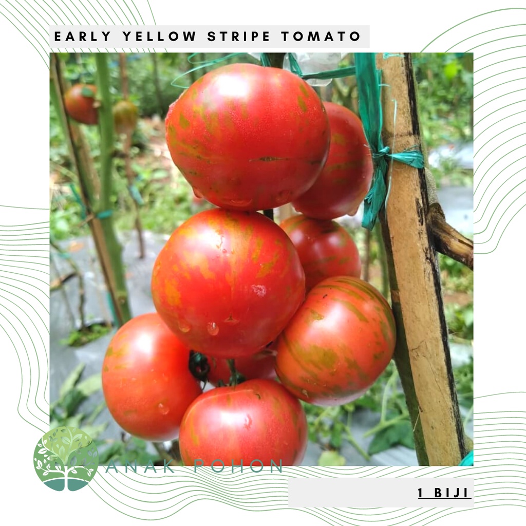 Benih Bibit Biji - Tomat Early Yellow Stripe Tomato Seeds